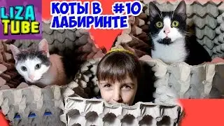 СМЕШНЫЕ Коты Коржик и Компот проходят лабиринт #10 😂 LizaTube