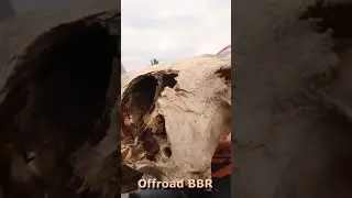 Нашли череп динозавра.