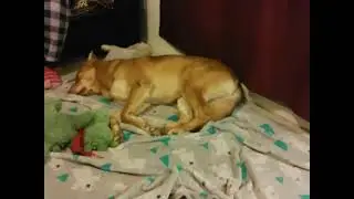 Oso
