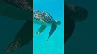 Magic Under the Sea - Sea Turtles, Sea Lions and Sting Rays