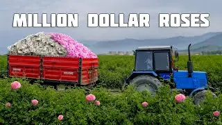 One MILLION Dollars on roses! Production of Essential oil from Rose Petals
