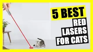 TOP 5: Best Red Laser for Cats | Top Picks