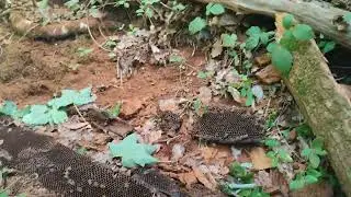 Rescuing bees from a storm-damaged tree