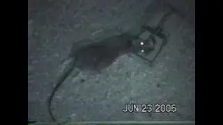 Burning a dead rat in 2006
