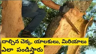 దాల్చిన చెక్క లవంగాలు ఎందుకు అంత ఖరీదైనవి? అసలు ఎలా సేకరిస్తున్నారు😲  | Spices Making Process