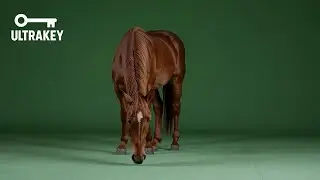 Horse Grazing 2 – Free Green Screen Loop Animation VFX