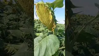 Подсолнух 🌻 2024.