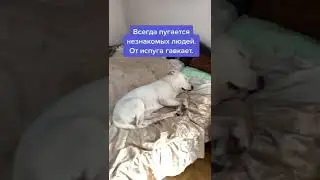Как встречает глухая собака людей❤️ 