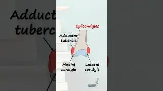 Anatomy of the Femur (Part 3)