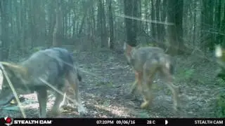 Algonquin Wolves 2016