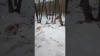 в итоге она забралась сама. оператор чутка камеру убрал думал будет ДТП