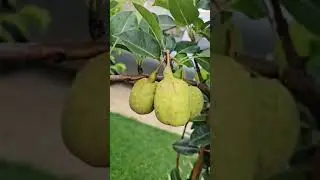 Cosechando peras en Aguadilla, Puerto Rico.