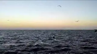 Кабардинка .  МУЗ...... чайки .