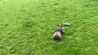 Land of the dinodogs.