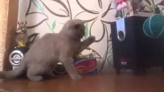 Кот танцует под саббуфер