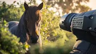 POV Wildlife Photography in the New Forest UK