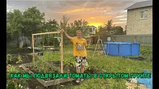 Как мы подвязали томаты в открытом грунте
