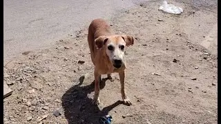 Street Dogs in India during Lock Down - Please Feed Street dogs and Cats