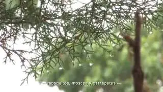 Entornos cambiantes de las enfermedades -  Hacia un enfoque de salud global