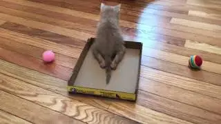 Paralyzed Kitten Surprises Everyone When She Regains Mobility After Vets Said