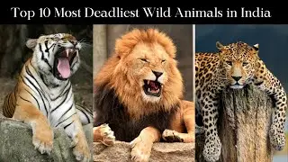 10 Most Deadliest Animals of India