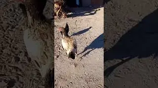 ДАКАН ТАУЫК