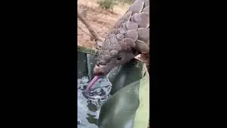 Amazing ANIMALS.  Part 7 🦁🐸🦔
