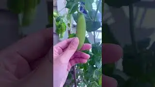 Growing THIS for big harvests in my small space garden. #gardening #gardentips #containergardening