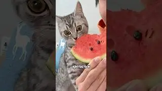 Don't do this when your cat's eyes suddenly get big 😱
