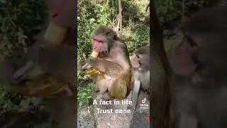 trust none