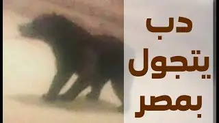 دب يتجول في كفر الشيخ بمصر في فترة حضر التجول