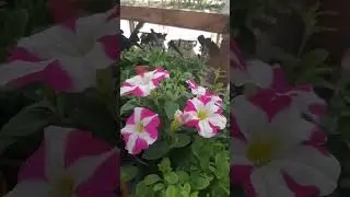 Рассада Иркутск 89086553950