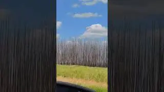 последствия лесных пожаров😔