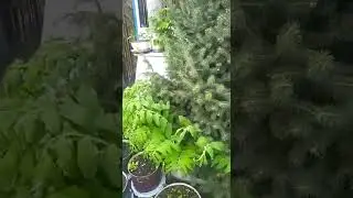 Ёлочка декоративная в огороде при доме