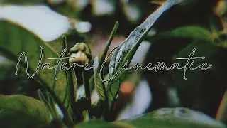 Nature Cinematic video | Cinematic video 30 second | cinematic by redmi note 10 pro