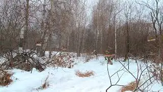 Ловля птиц 11.01.2025 год