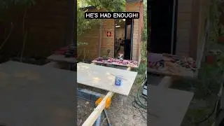 The Foreman Has Resigned! #englishbulldog