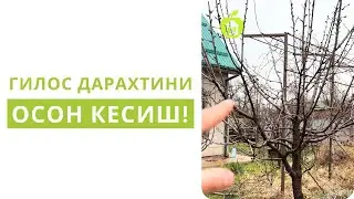 КАТТА ГИЛОСЛАРНИ ҚАНДАЙ КЕСАМИЗ?