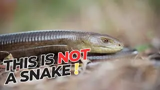 Serpent or Lizard? Unraveling the Secrets of Europe's Hidden Predators! #facts #animals