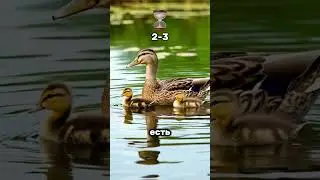 They close the school for a duck. And it happens every year!