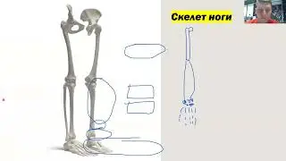 Опорно-двигательная система для цэ и цт