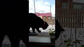 shorts.  Котики.