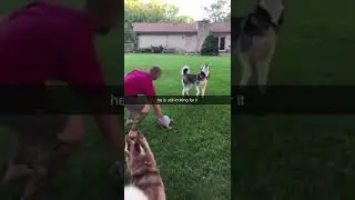 СОБАКА ЗАВИСЛА