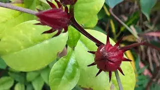 How To Grow Roselle Hibiscus From Seeds!