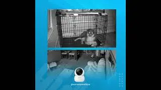 🐾📸 Check out these adorable pet moments captured by our Wansview Q7 users in the USA