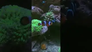 Клоуны охраняют актинию #reeftank #reef #морскойаквариум
