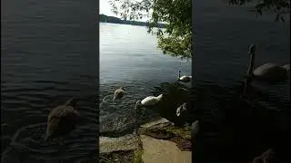 Die Schwanenfamilie.Tegeler See. Berlin