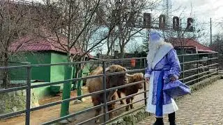 Дед Мороз поздравляет Быка!