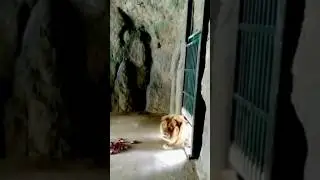 Aggressive Lion Attack 👹 #shorts #wildlife #wolf #lion #youtubeshorts #reels