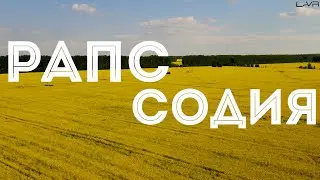 РАПССОДИЯ | РАПСОВЫЕ поля Новосибирской области | #новосибирск #рапс